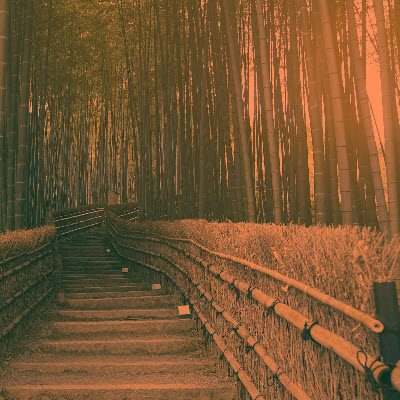 A path through a giant bamboo forest