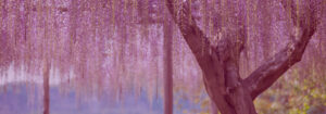 Blooming Wisteria Tree