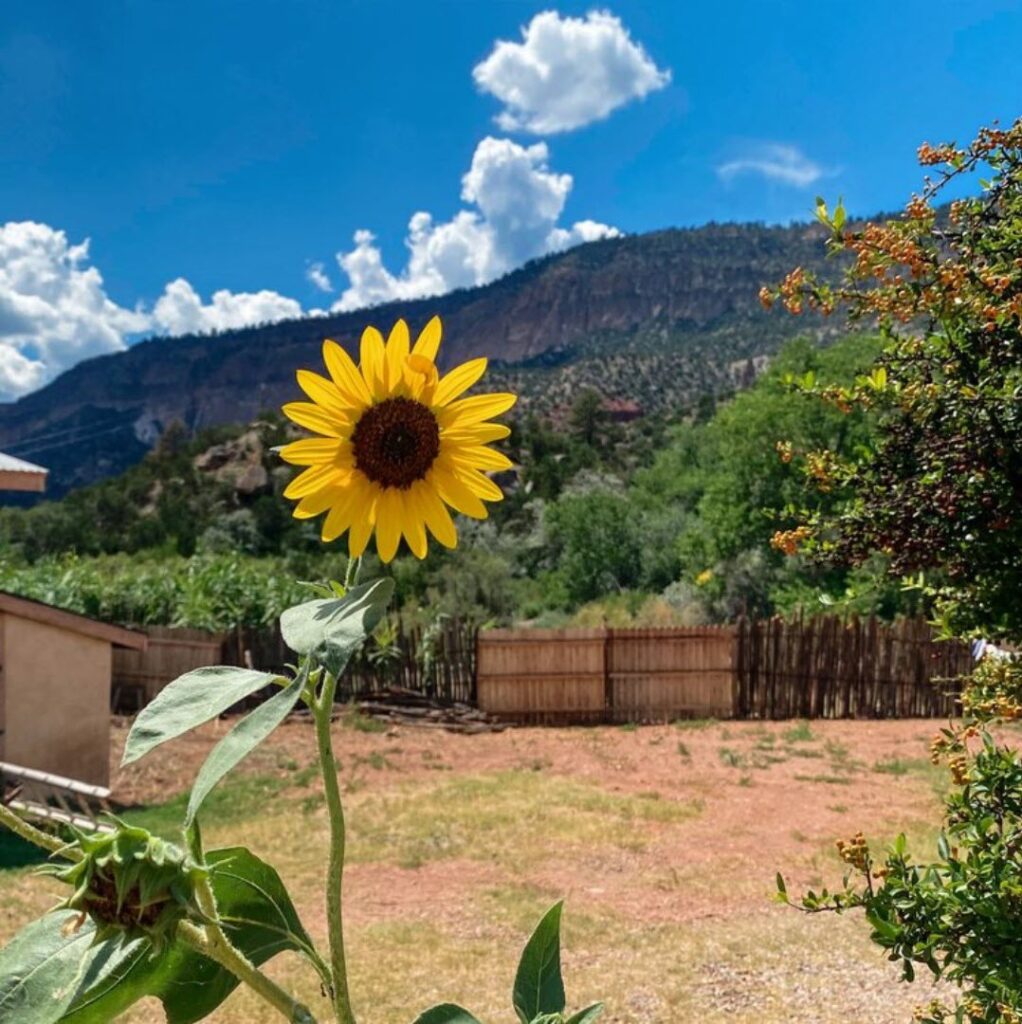 Sunflower peeking out at Bodhi Manda Zen Center